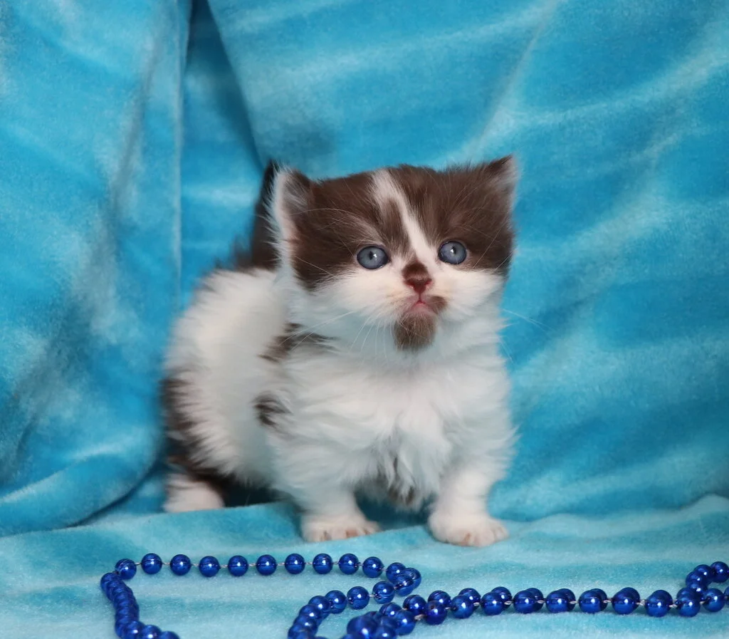 Minuet kittens for sale near deals me